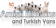 Amisti Birmans - Cats