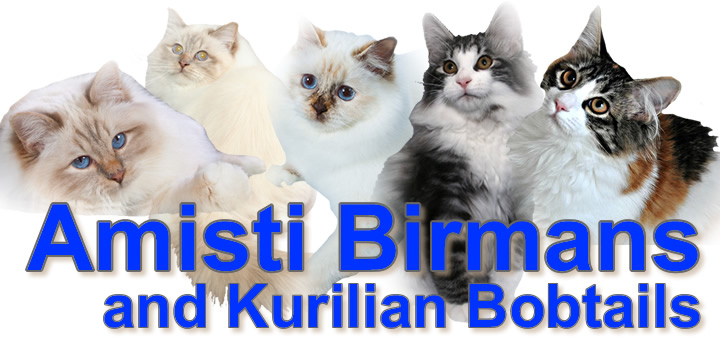 Amisti Birmans - Kurilian Bobtails
