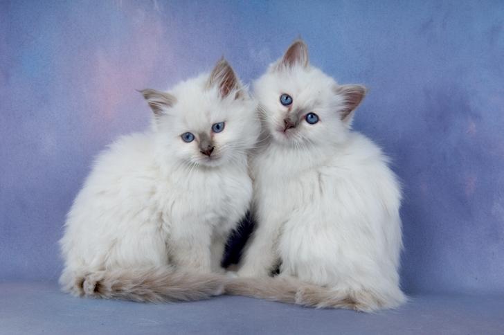 Amisti Birmans & Kurilian Bobtails - Frinton on Sea, Essex